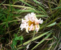 Mandevilla longiflora