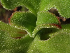 Mesembryanthemum crystallinum image