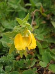 Rhynchocorys orientalis