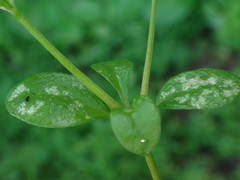 Polycarpon tetraphyllum image