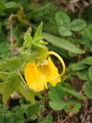 Rhynchocorys orientalis