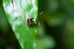 Paratriarius adonis