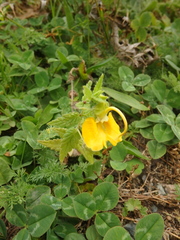 Rhynchocorys orientalis