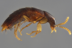 Ischnosoma suteri