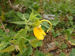 Rhynchocorys orientalis