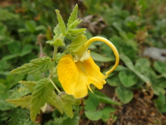 Rhynchocorys orientalis