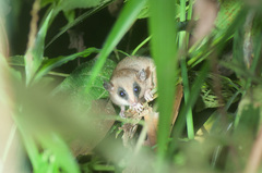 Marmosa robinsoni