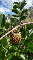 Annona crassiflora