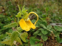 Rhynchocorys orientalis