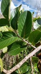 Annona crassiflora