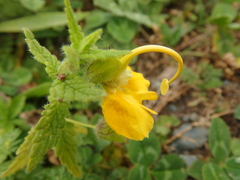 Rhynchocorys orientalis