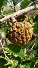 Annona crassiflora