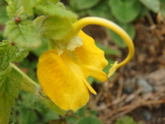 Rhynchocorys orientalis