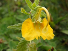 Rhynchocorys orientalis