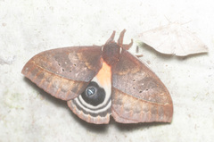 Automeris boops