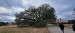 Quercus × comptoniae