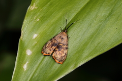 Rhobonda gaurisana