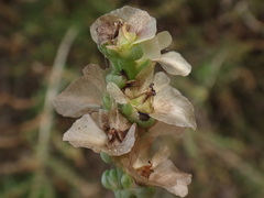 Salsola divaricata