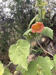 Callianthe pauciflora