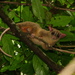 Bare-tailed Woolly Opossum - Photo (c) Diogo Loretto, some rights reserved (CC BY-NC), uploaded by Diogo Loretto