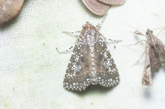Condica niphosticta