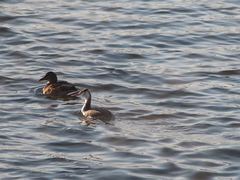 Podiceps cristatus