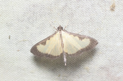 Goniorhynchus hampsoni