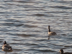 Podiceps cristatus