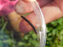 Tetrarthrosoma syriacum