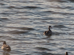 Podiceps cristatus