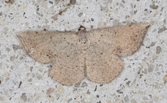 Taxeotis intermixtaria