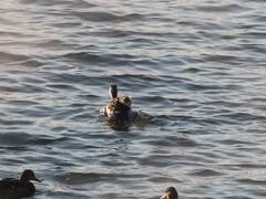 Podiceps cristatus