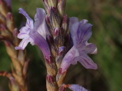 Lavandula canariensis image