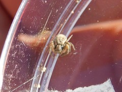 Thomisidae