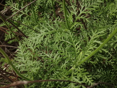 Lavandula canariensis image