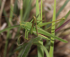 Burgilis curta