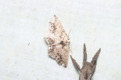 Isochromodes granula