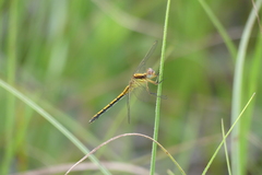 Orthetrum hintzi