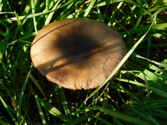 Volvopluteus gloiocephalus