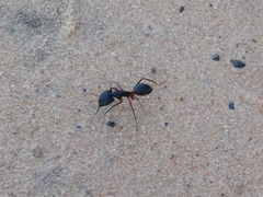 Camponotus fellah