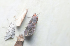 Hemicephalis alesa