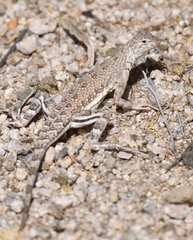 Callisaurus draconoides rhodostictus