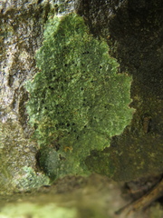 Buellia trachyspora