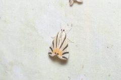 Dichogama prognealis