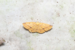 Periclina rumiaria
