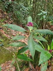 Palicourea erythrocephala