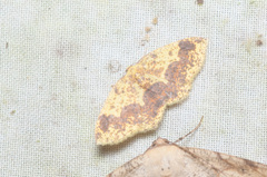 Melinodes fulvitincta