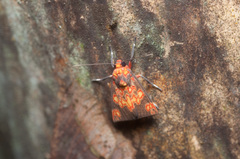 Melese flavimaculata