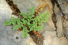 Myriopteris cooperae