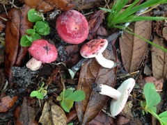 Russula subtilis